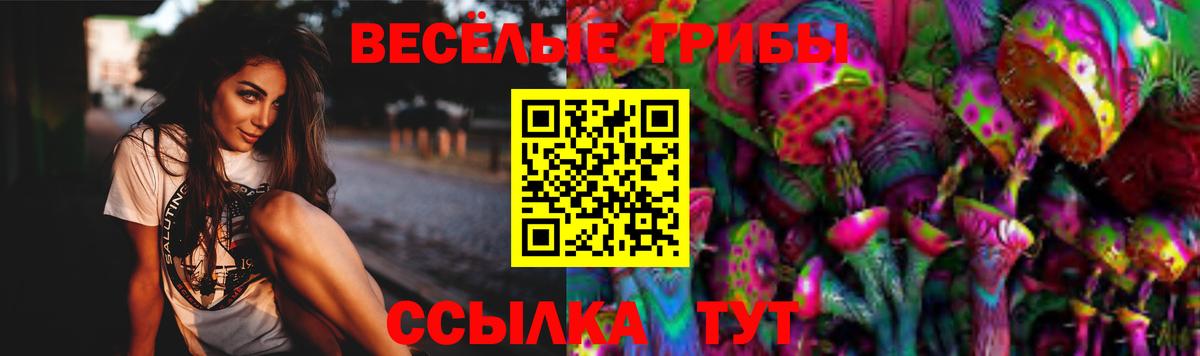 где найти   Звенигород  Псилоцибиновые грибы Psilocybe 